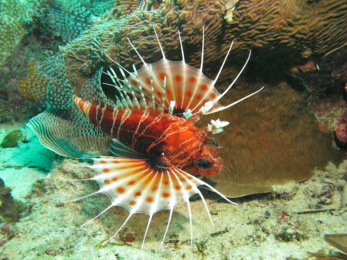 Pesce scorpione